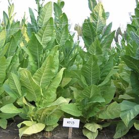 KY 15, Tobacco Seed